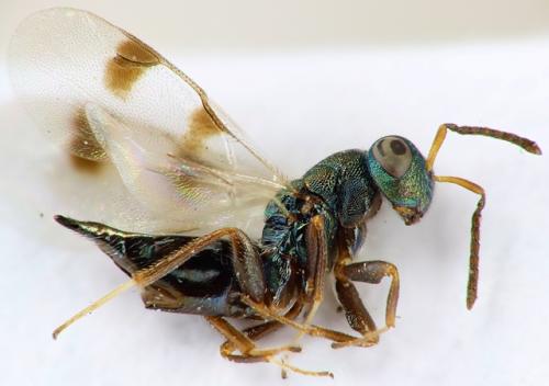 Cheiropachus quadrum